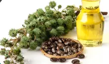 Discover the Magic of Castor Oil at iHerb