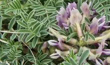 Astragalus iHerb: A Potent Natural Ally for Optimal Health