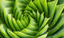 iHerb Aloe Vera: Nature's Soothing Miracle