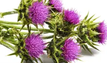 Milk Thistle (Silymarin) on iHerb: A Liver's Ally in Natural Health