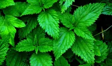 Nettle's Multifaceted Benefits on iHerb
