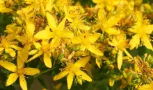 iHerb St Johns Wort: A Beacon of Natural Relief in Mental Wellness