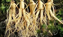 Top 5 Ginseng on iHerb: Essential Benefits for Health