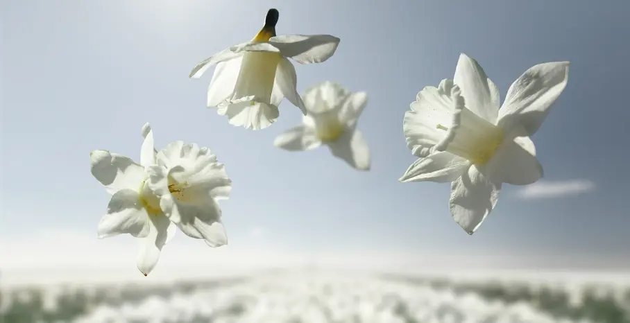 Flying Flowers