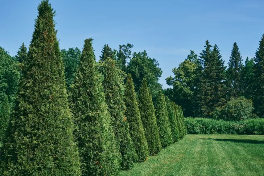 Fast Growing Trees