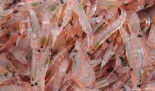 Top 5 Krill Oil on iHerb: Quintessential Benefits